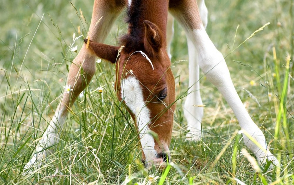 Otros cuidados para los potrillos