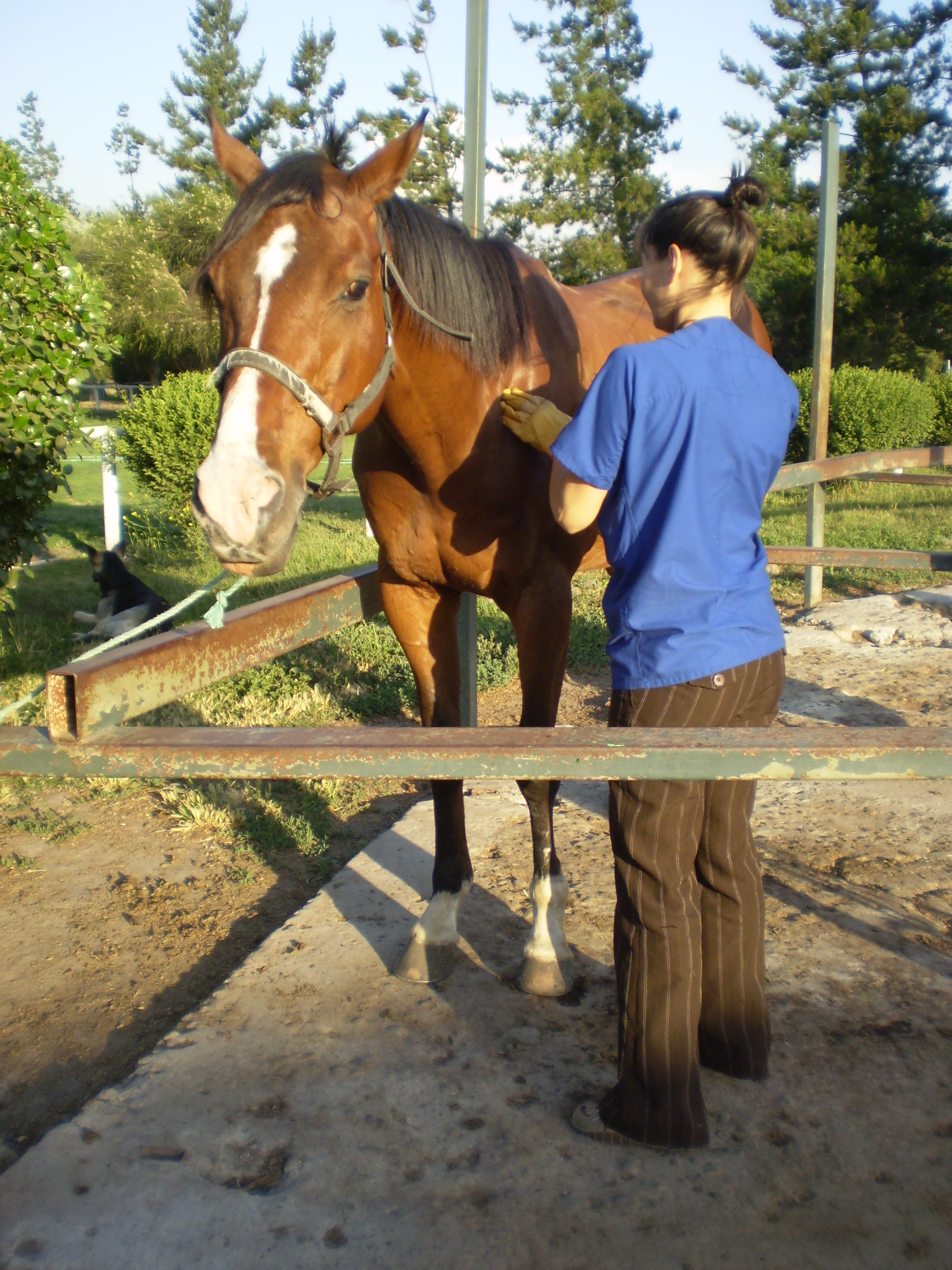 Shiatsu para caballos