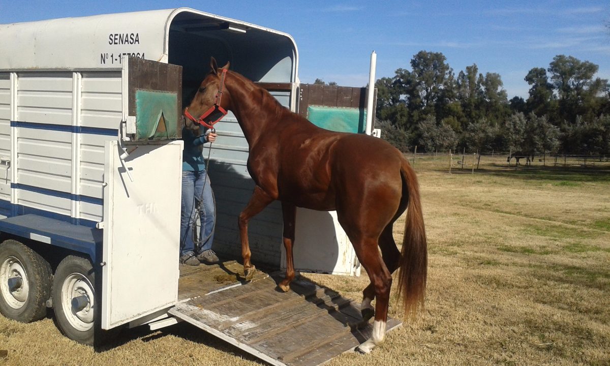 Transporte de caballos