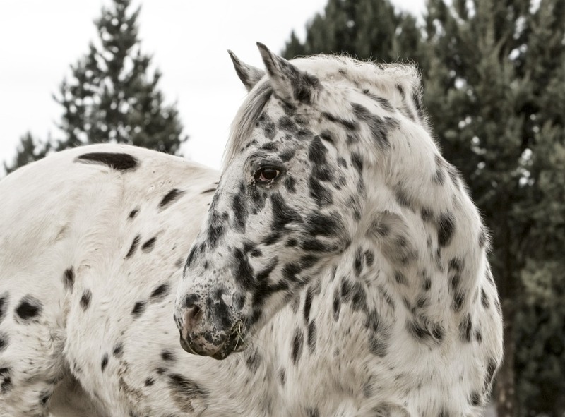 Caballo Appaloosa