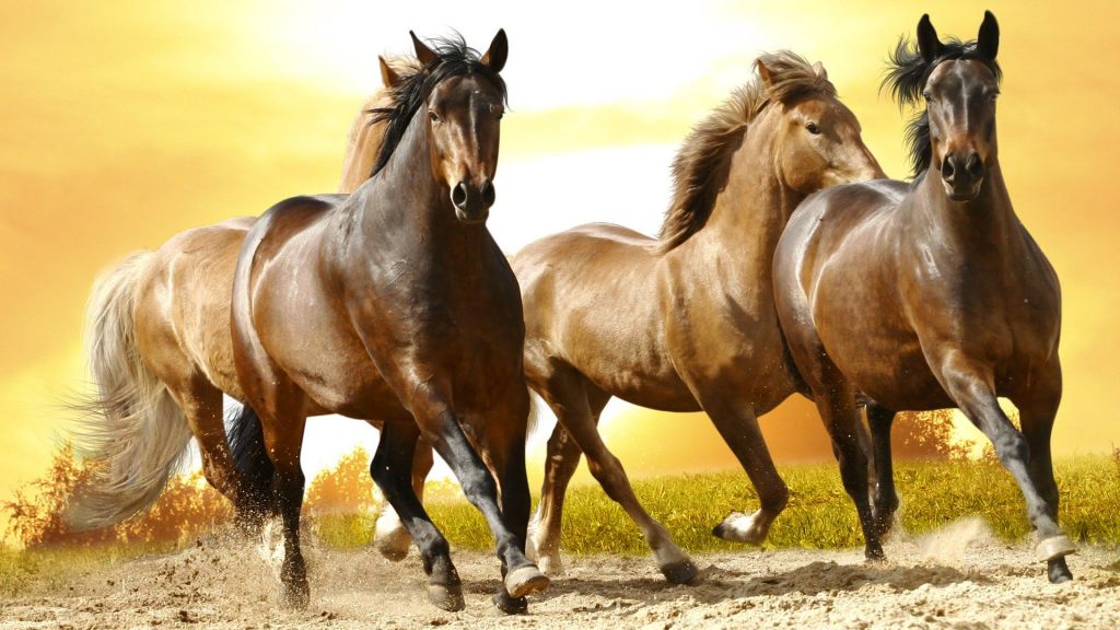 Caballos Salvajes