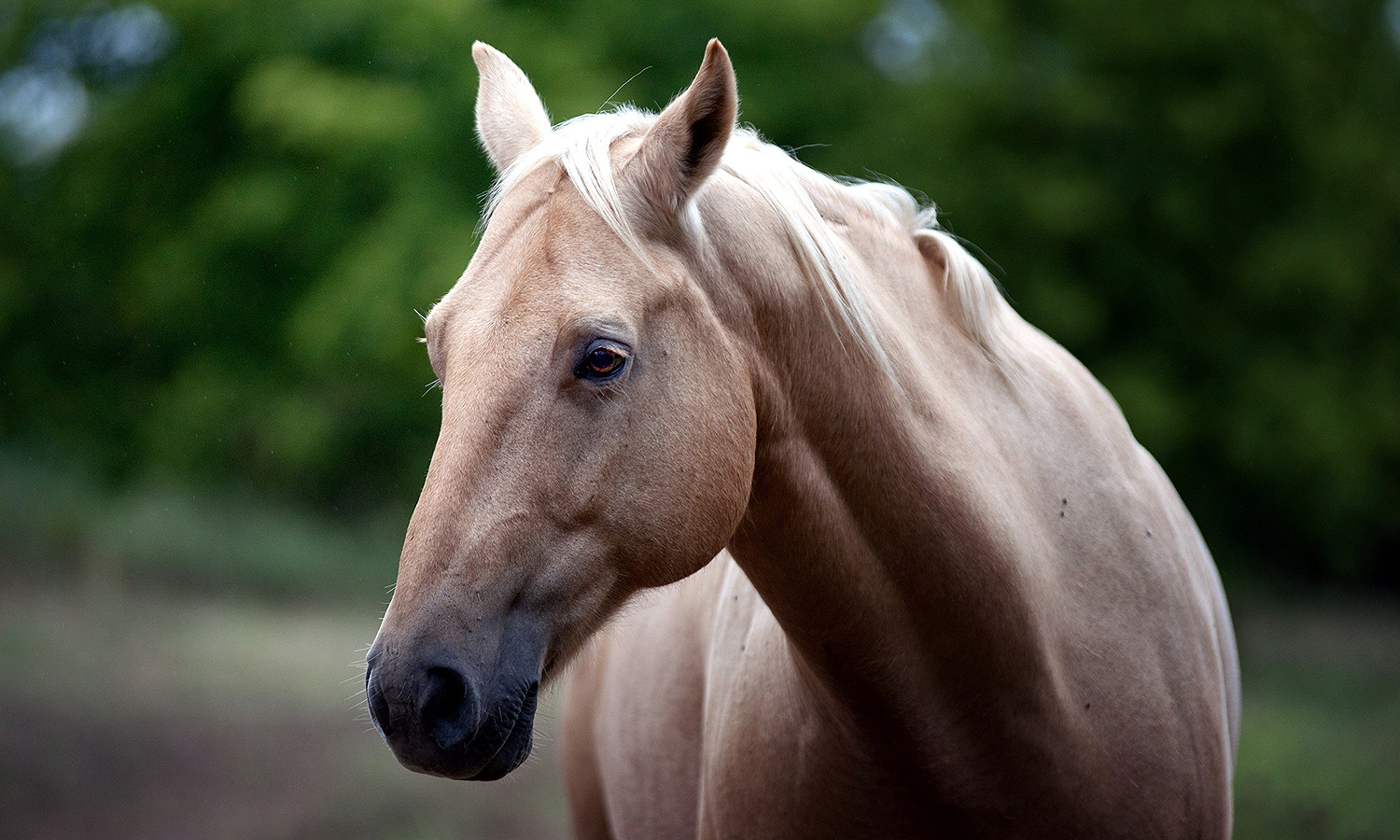 Domesticación del caballo