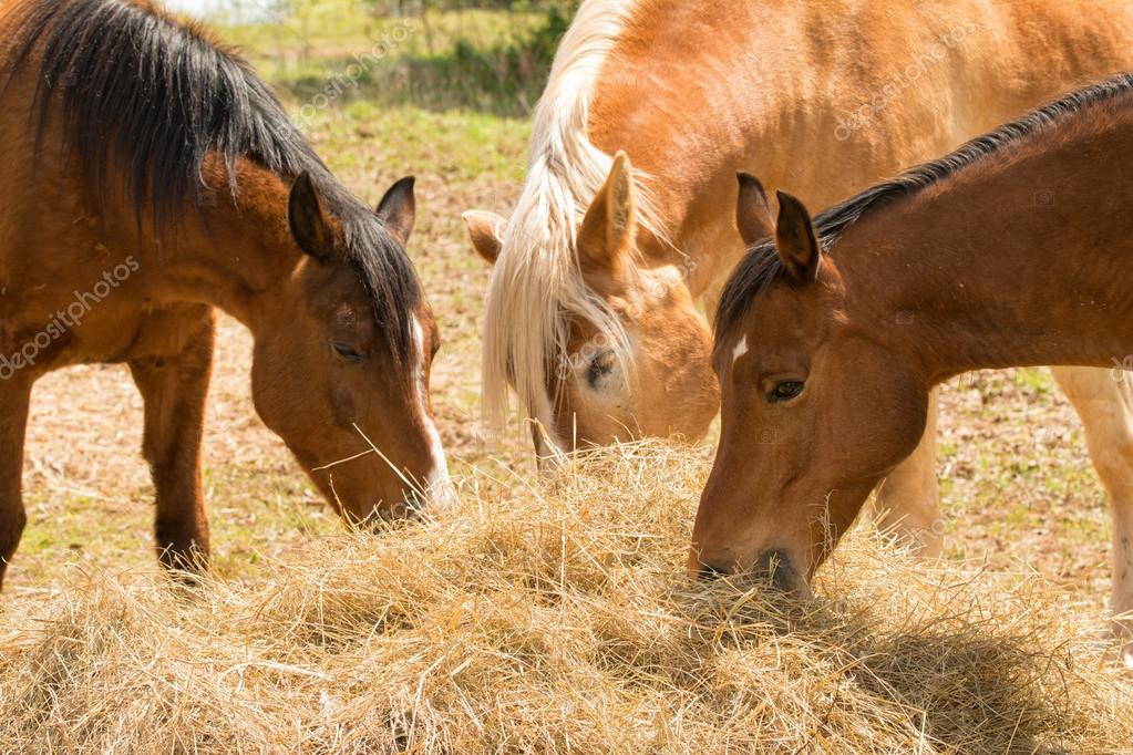 Hábitos alimenticios del caballo