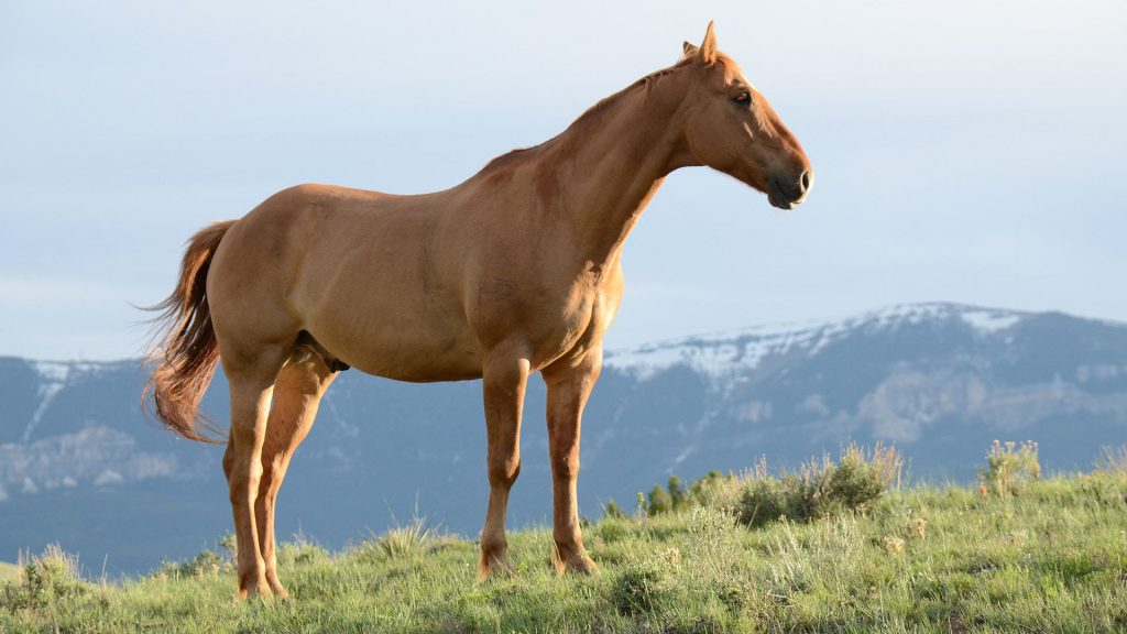 Limpieza del Caballo