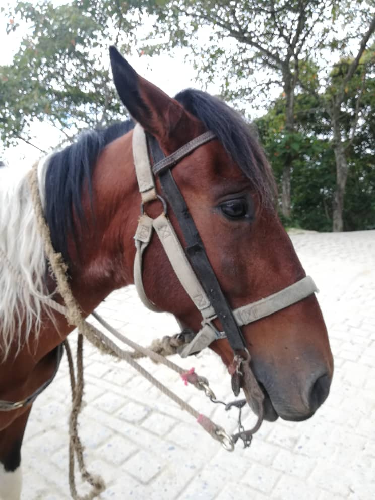 Maltrato animal: Una anécdota real sobre el descuido de los caballos