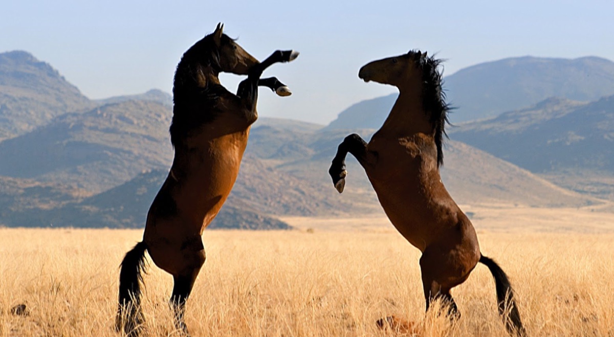 Aspectos generales sobre los caballos