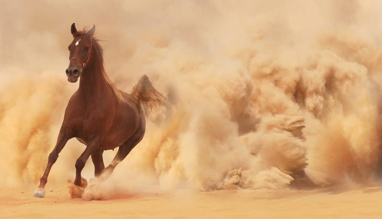 Datos curiosos sobre los caballos