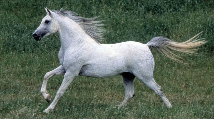 Lenguaje corporal de los caballos