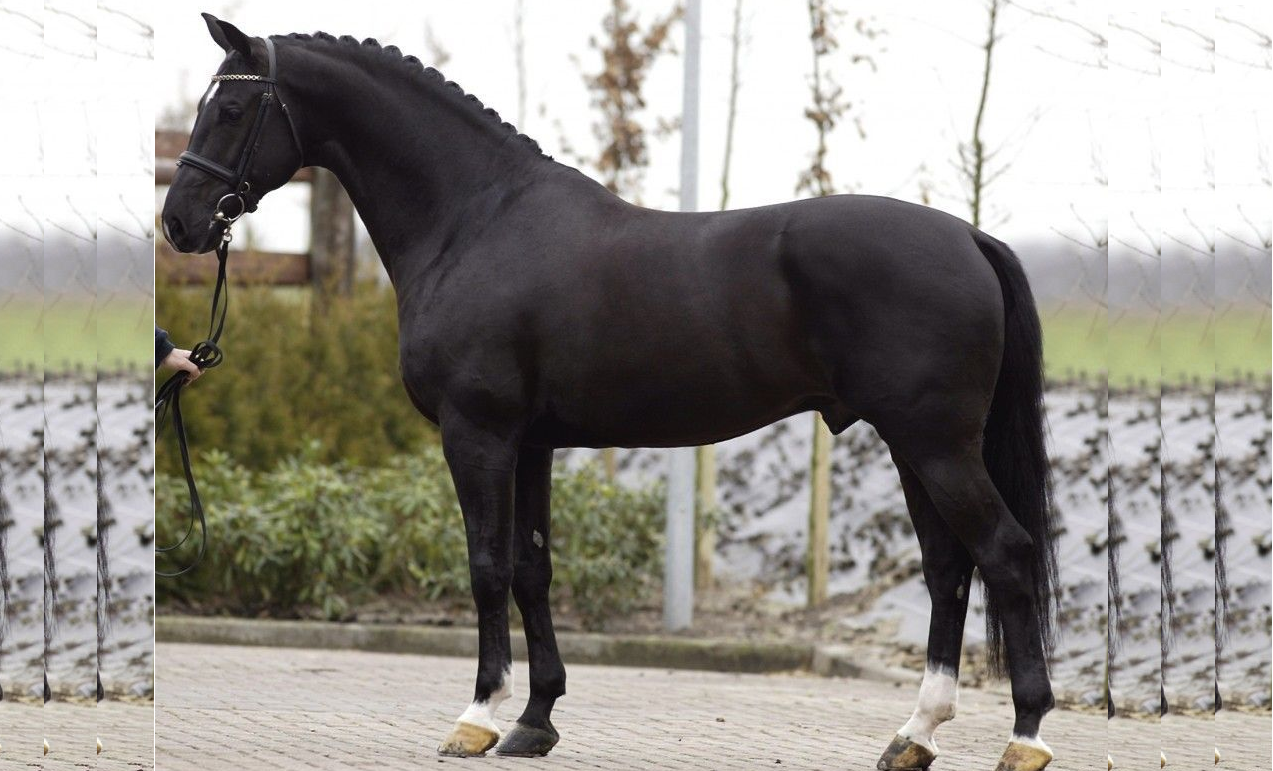 Caballo Holandés KWPN