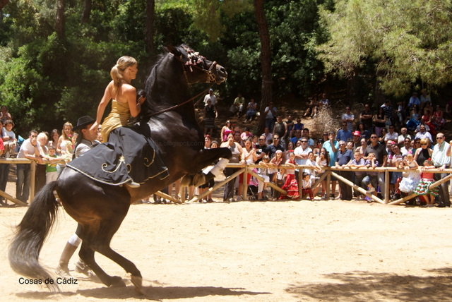 Caballos bailadores: Un espectáculo de confianza y belleza