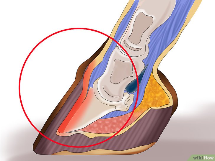 Tratamiento contra la laminitis