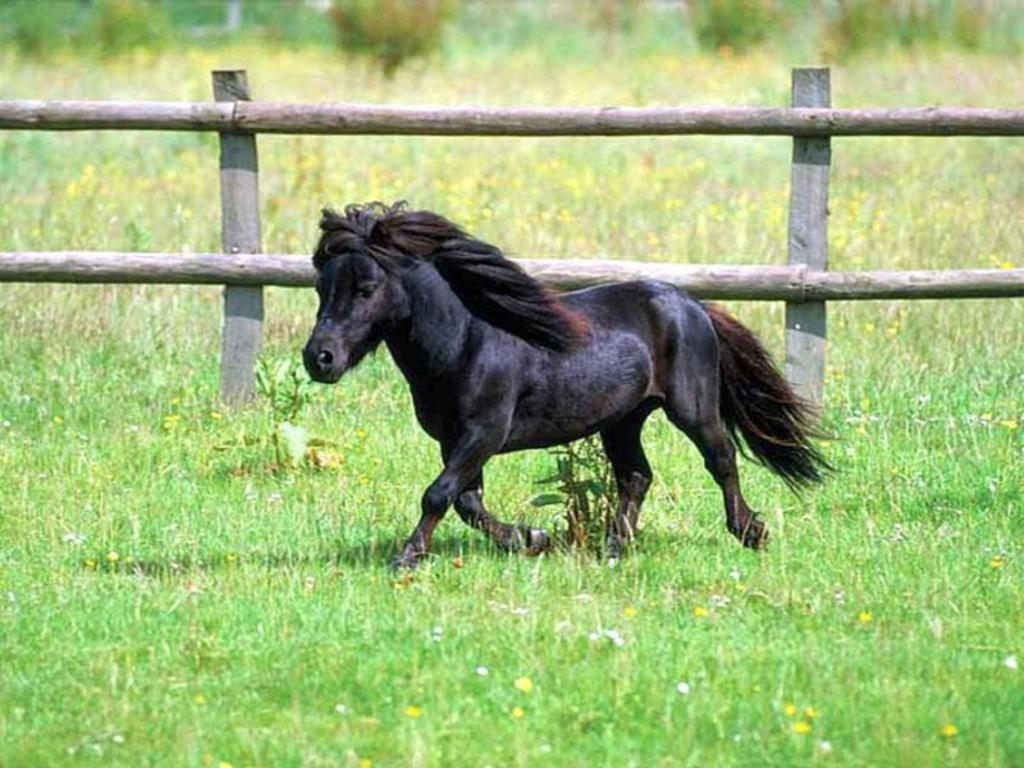 poni 2