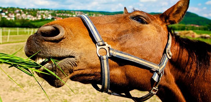 Alimentación de un caballo