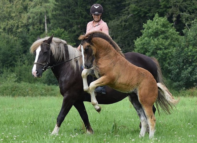 Raza de caballo Black forest