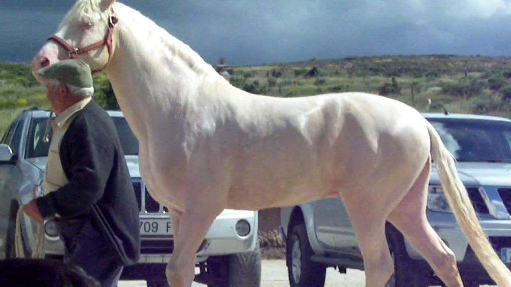 Caballo Albino