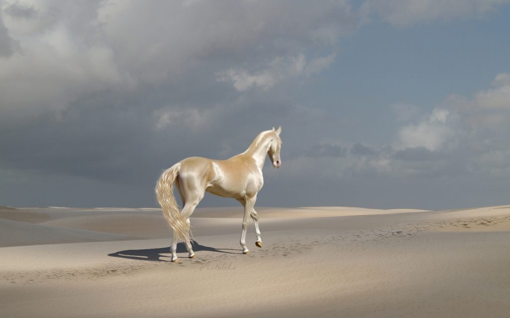 Caballos Akhal-Teke