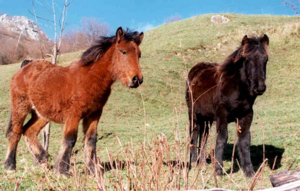 Caballos Asturcon