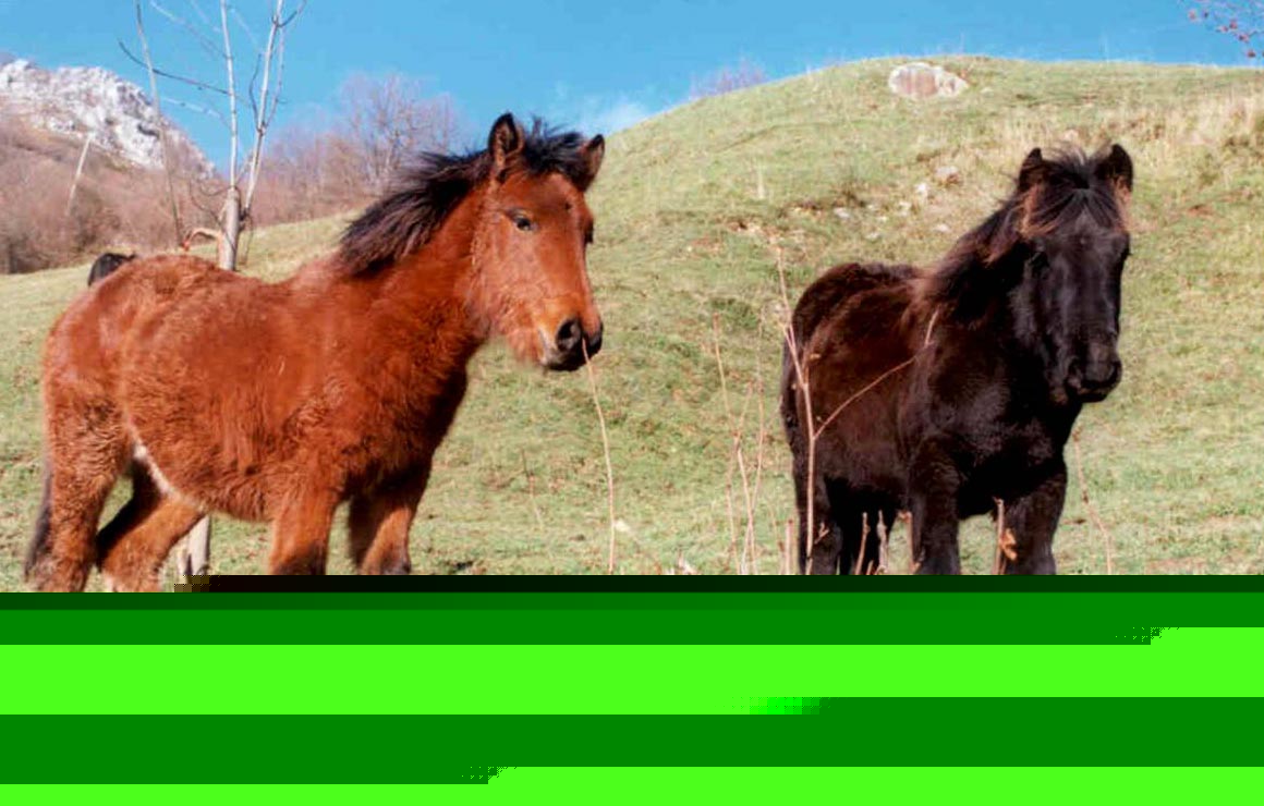 Caballo Asturcón