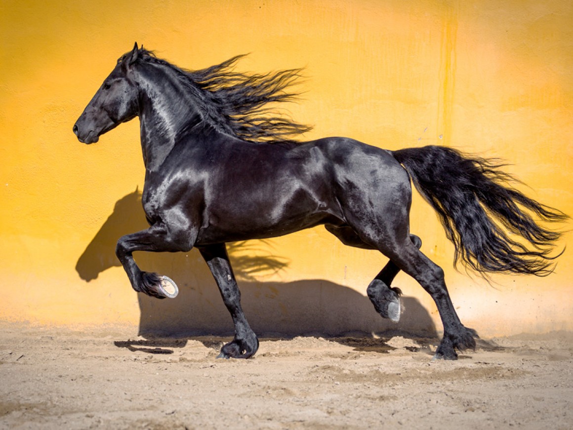 Calentamiento de caballos