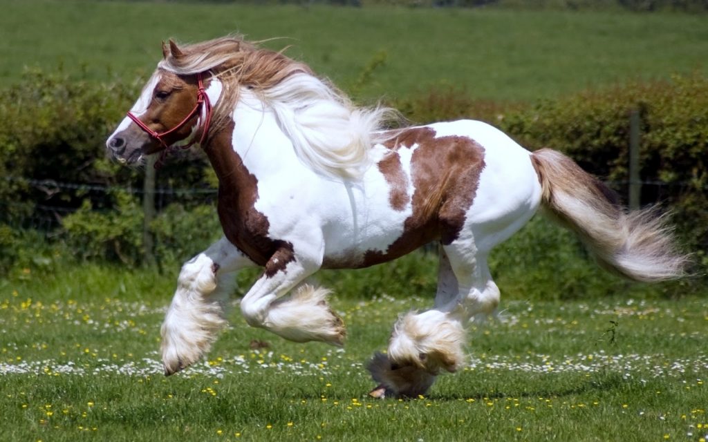 Dolor en caballo