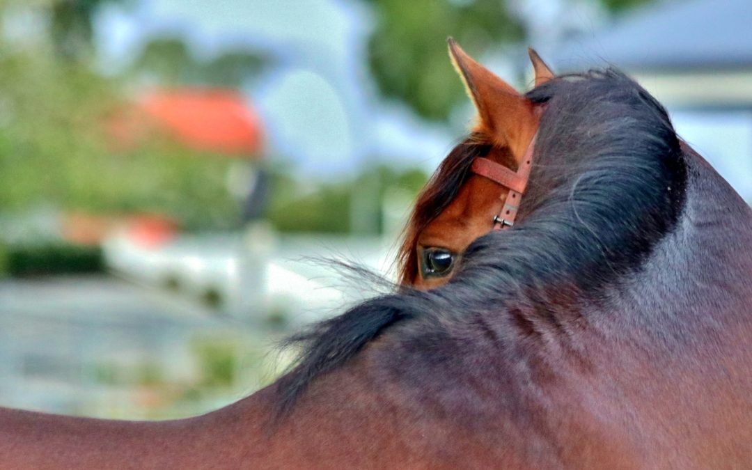 Estrés en los caballos