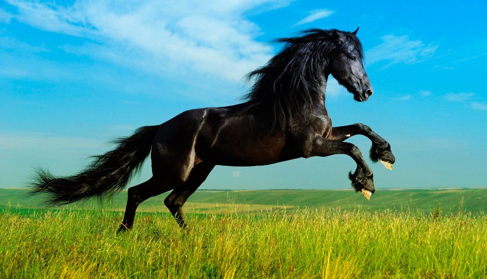 Fertilidad en los caballos sementales