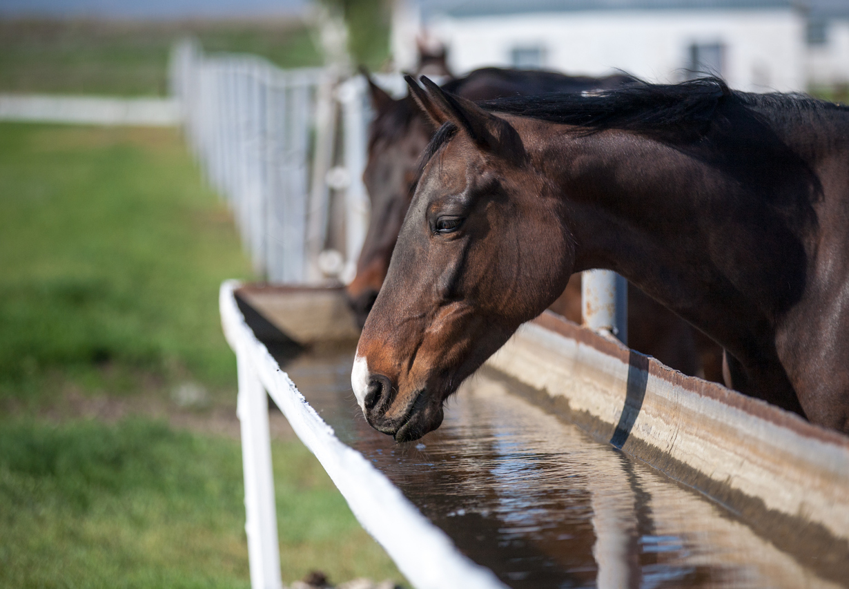 Alimentación de un caballo en deporte