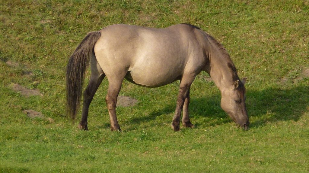 Konik