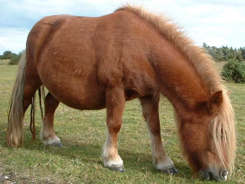 Poni de las Shetland