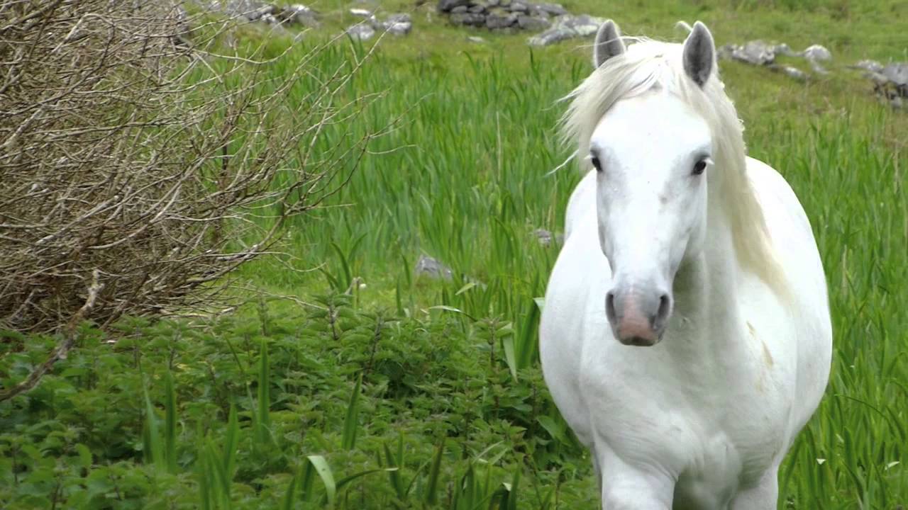 Pony Connemara