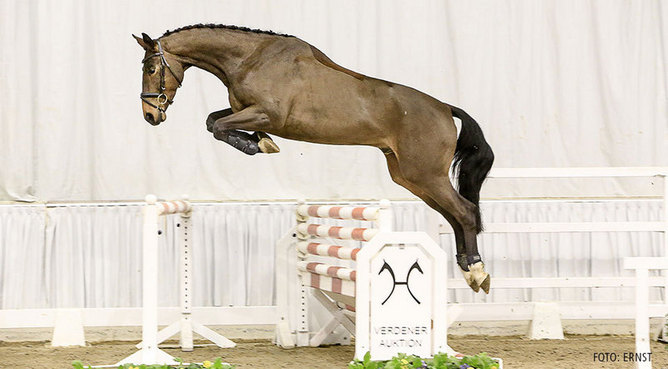 Gustavo Mirabal y su raza preferida
