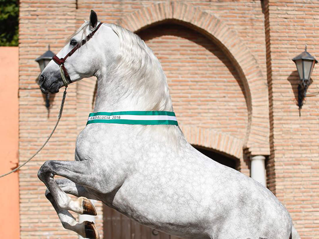 Silencio de Ramos: El caballo del futbolista español Sergio Ramos