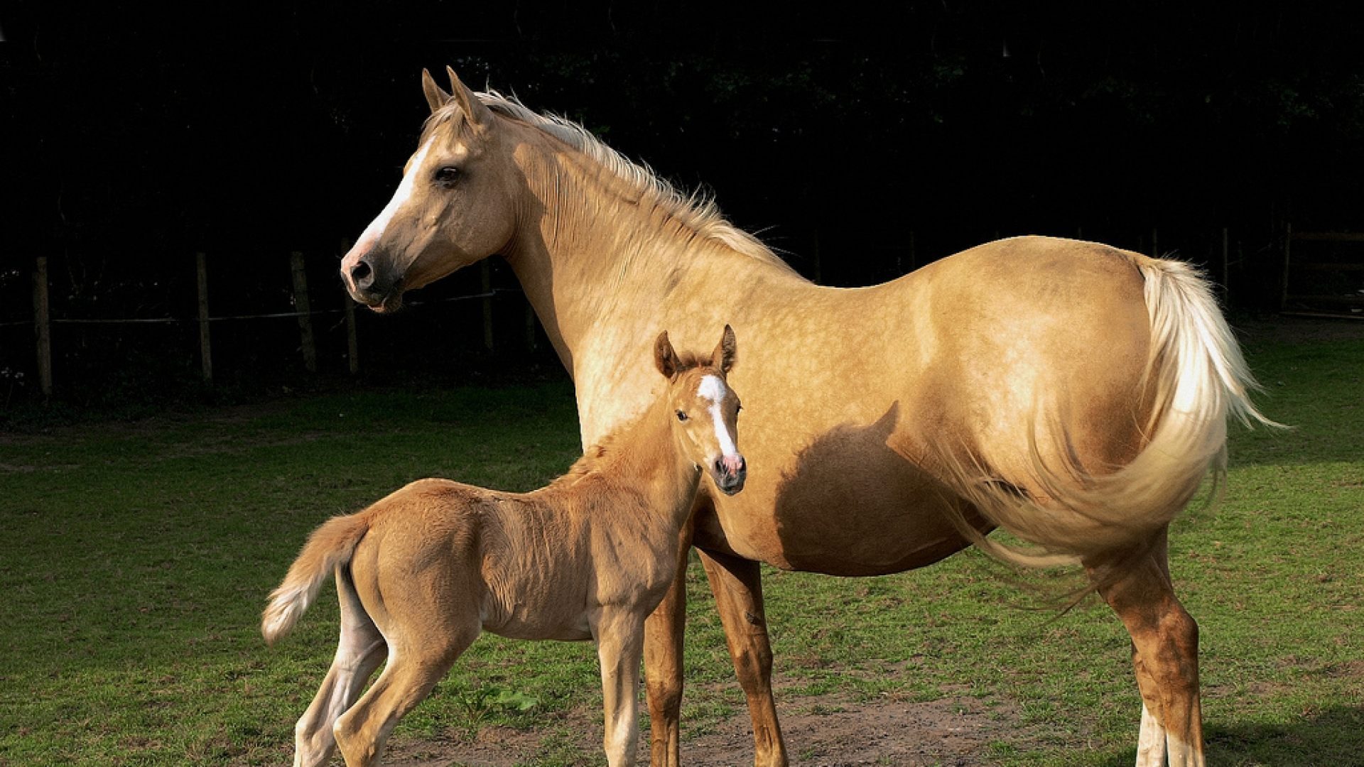Vitaminas para caballos