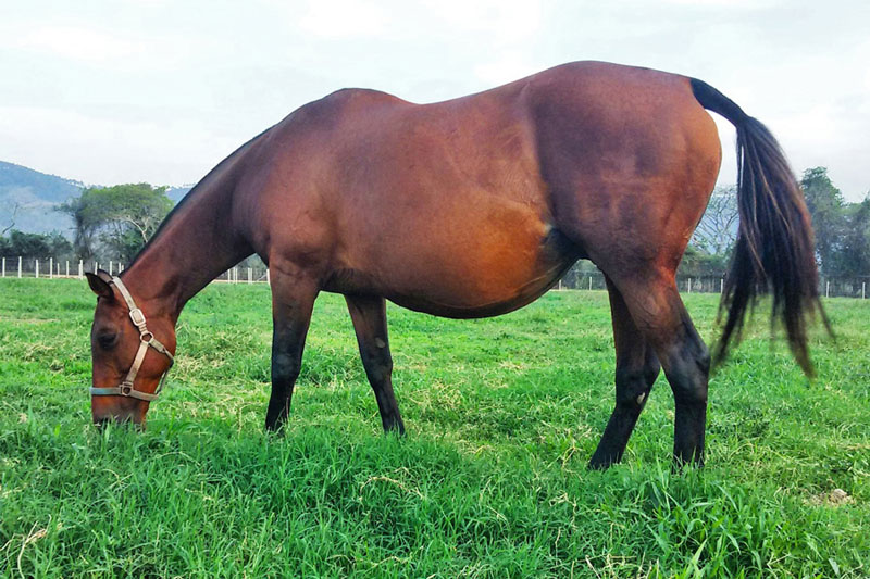 La Alimentación de la Yegua de Cría