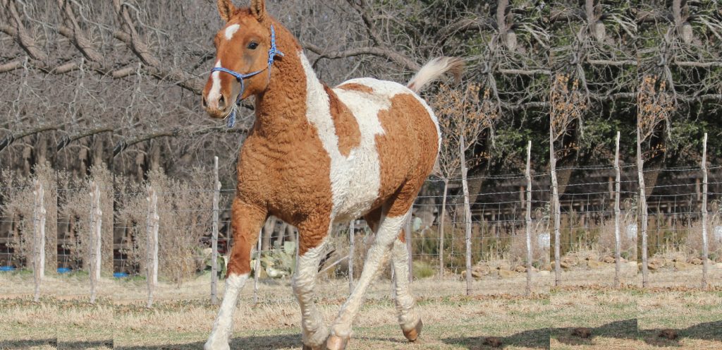 Caballos Bashkir Curly o caballo rizado