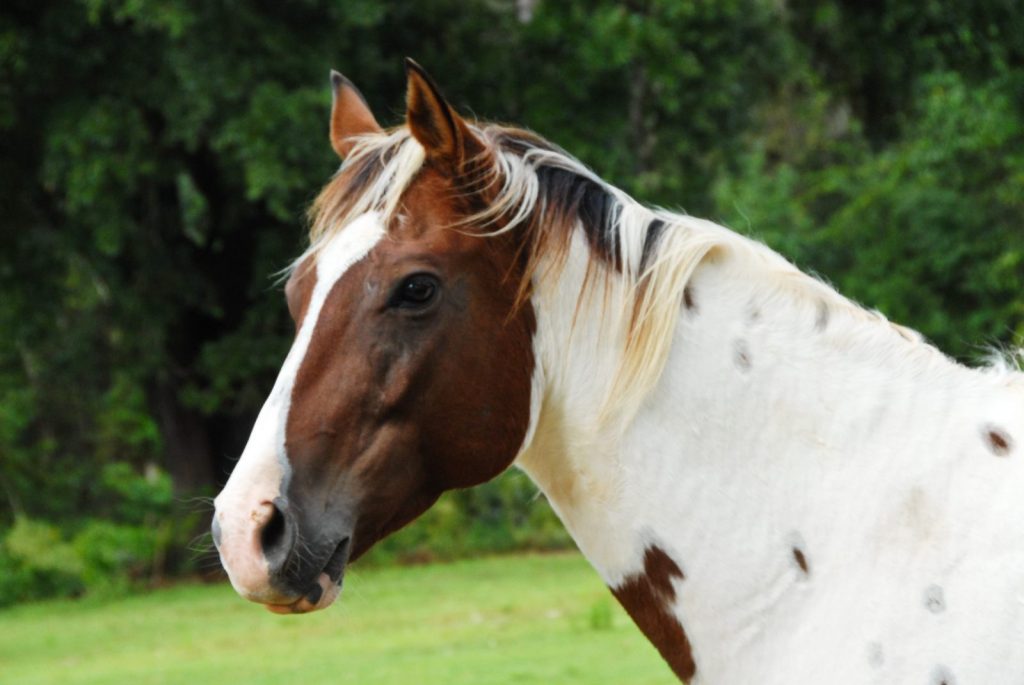 Caballo Paint horse