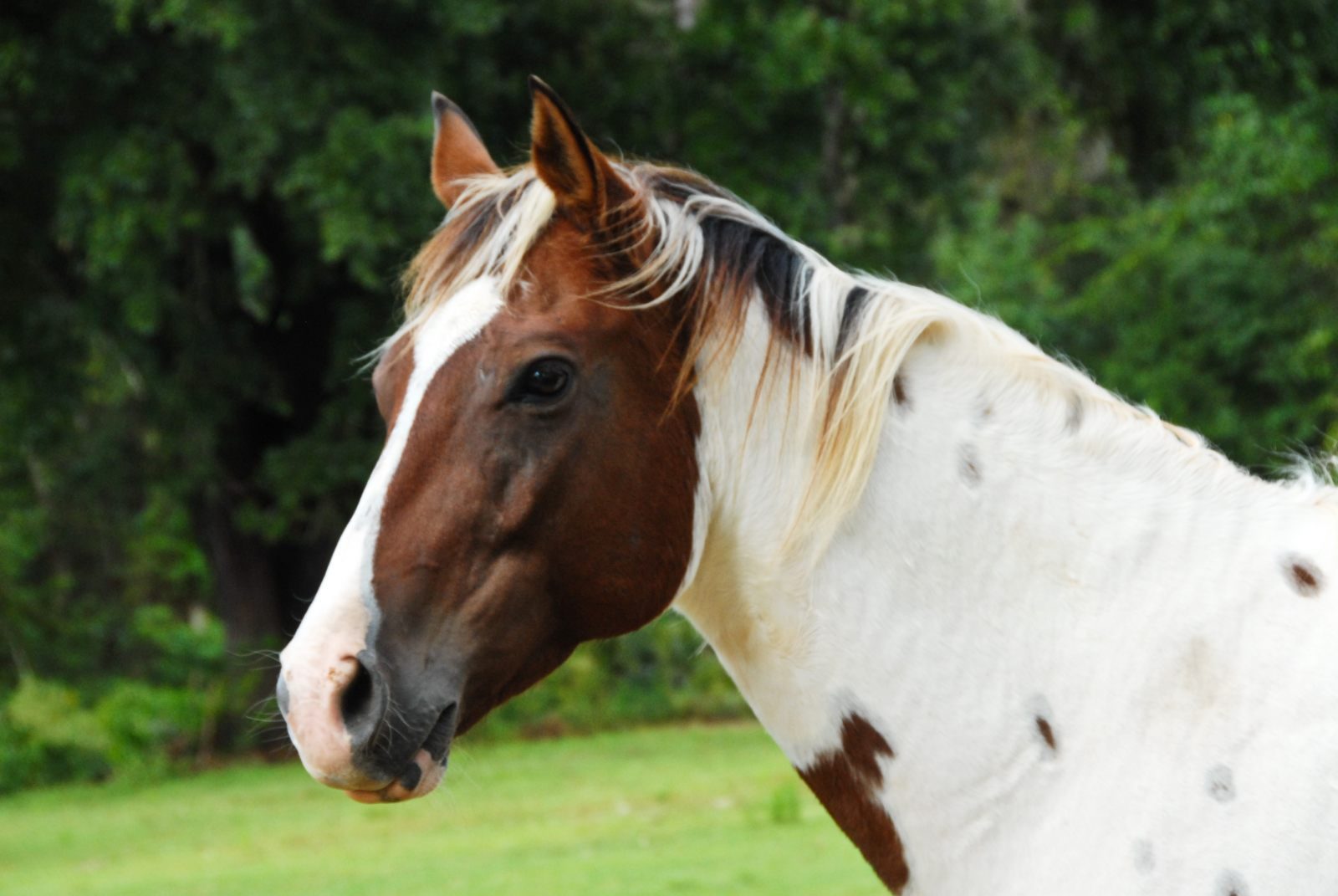 Caballo Paint horse