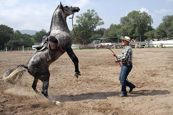 Consejos para manejar bien a tu caballo