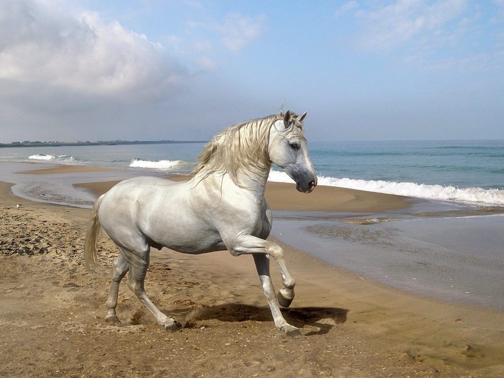 cuidados del caballo andaluz