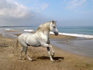 cuidados del caballo andaluz