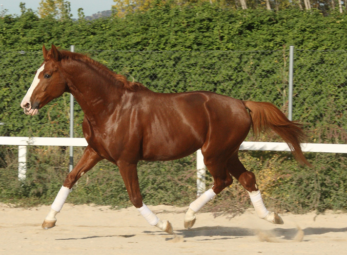 Etología, la ciencia al servicio del caballo