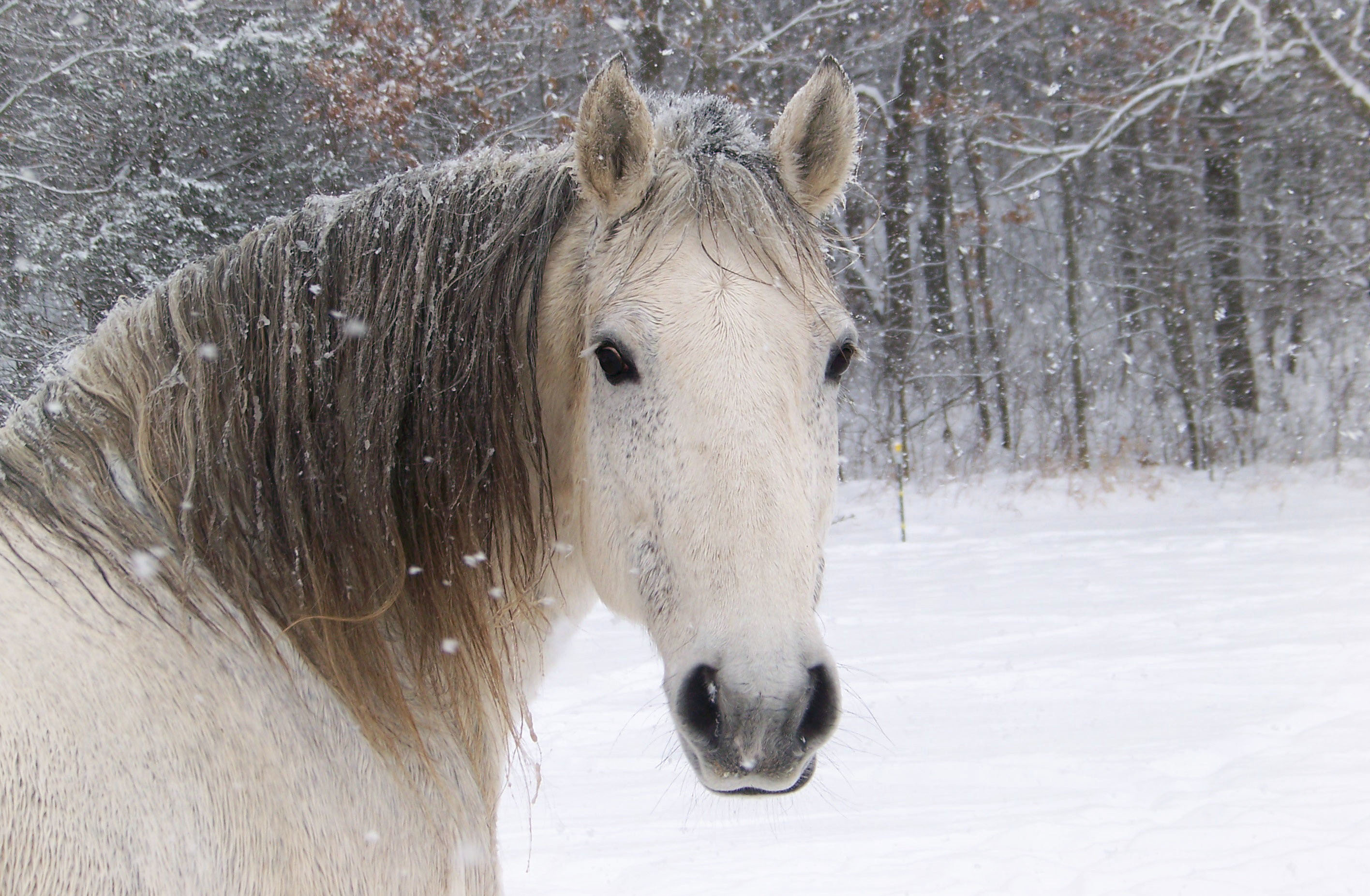 Invierno: Cuidados para los caballos durante el frío