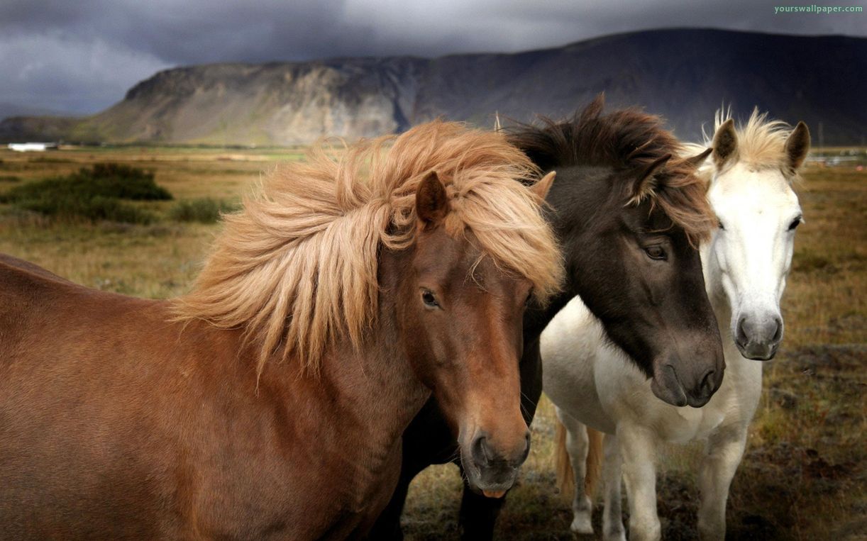 Razas de caballos: El caballo islandés