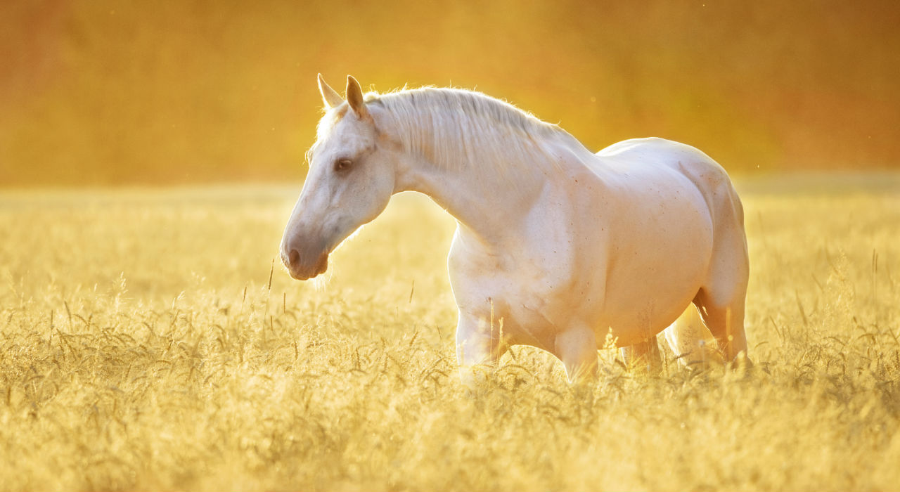 Respeto y confianza, claves para un buen adiestramiento