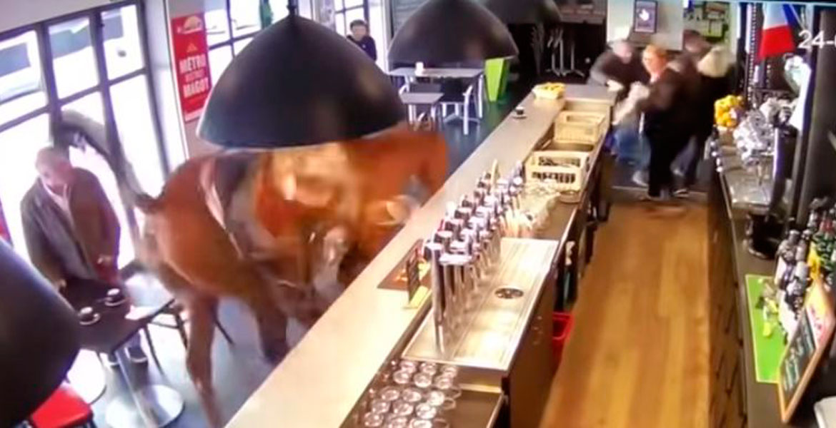 Tendencia de la semana: Caballo entra a un bar de Francia