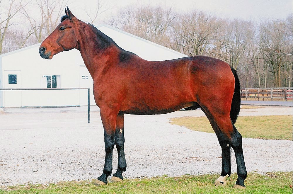 Raza de Caballos Standardbred