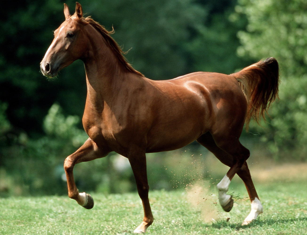 Raza de caballos American Saddlebred