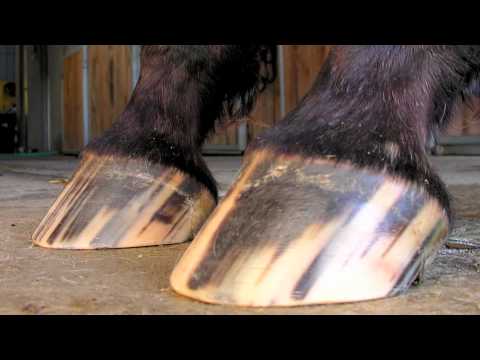 Barefoot Cascos de caballos sanos