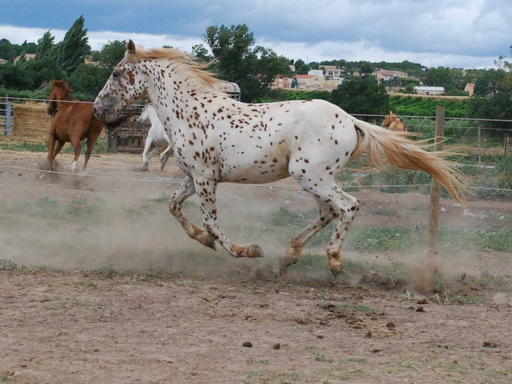 Gustavo-Mirabal-Caballo-Leopardo-Pelaje