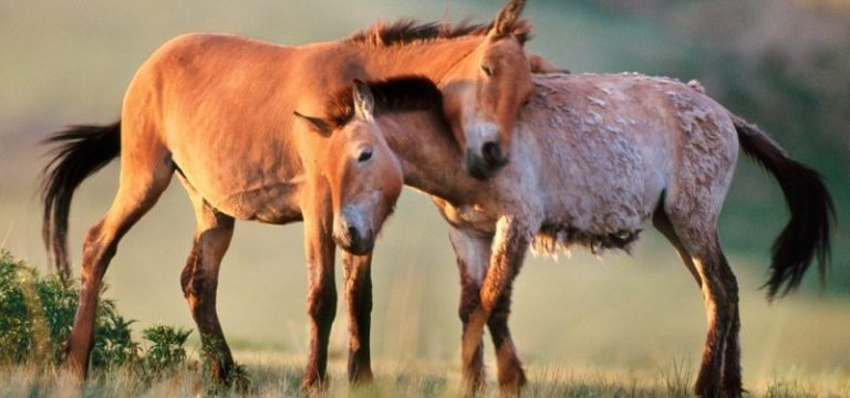 caballos-Przewalski